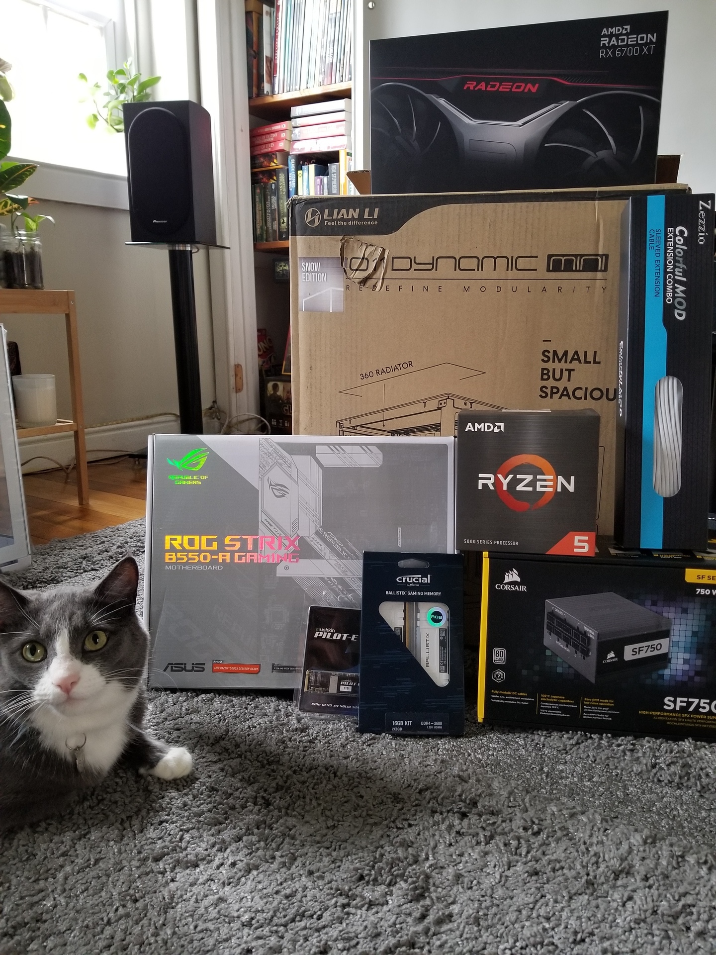 Amd cat discount